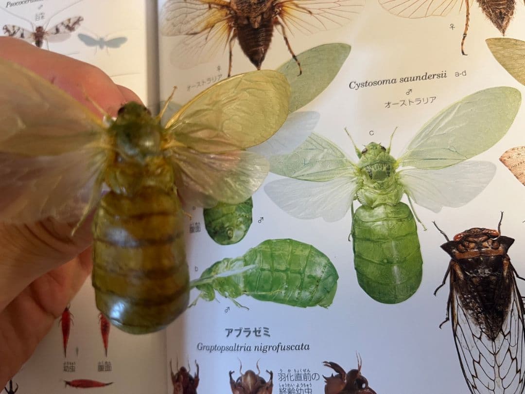 伝説ノ蝉】フウセンゼミ ハラブトゼミ Cystosoma 昆虫標本