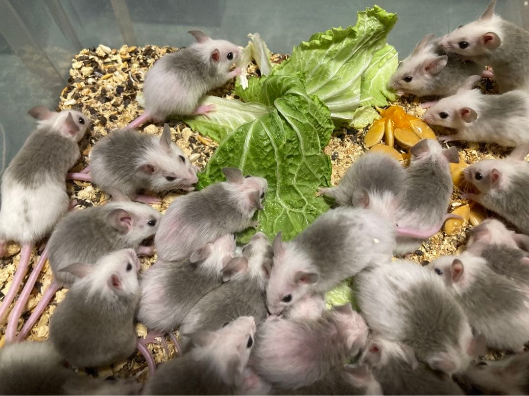 冷凍】ヤワゲネズミ 価格相談用【エサ用】 冷凍】ヤワゲネズミ 価格