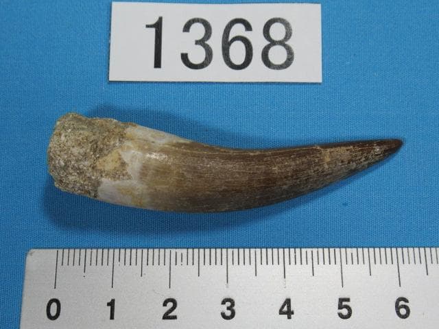 プレシオサウルスの歯 62mm 恐竜 No.1368