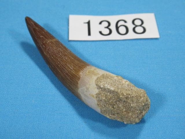 プレシオサウルスの歯 62mm 恐竜 No.1368