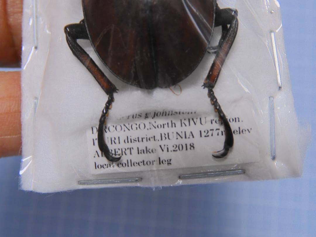 コンゴ産 ジョンストンメンガタクワガタ 53mm