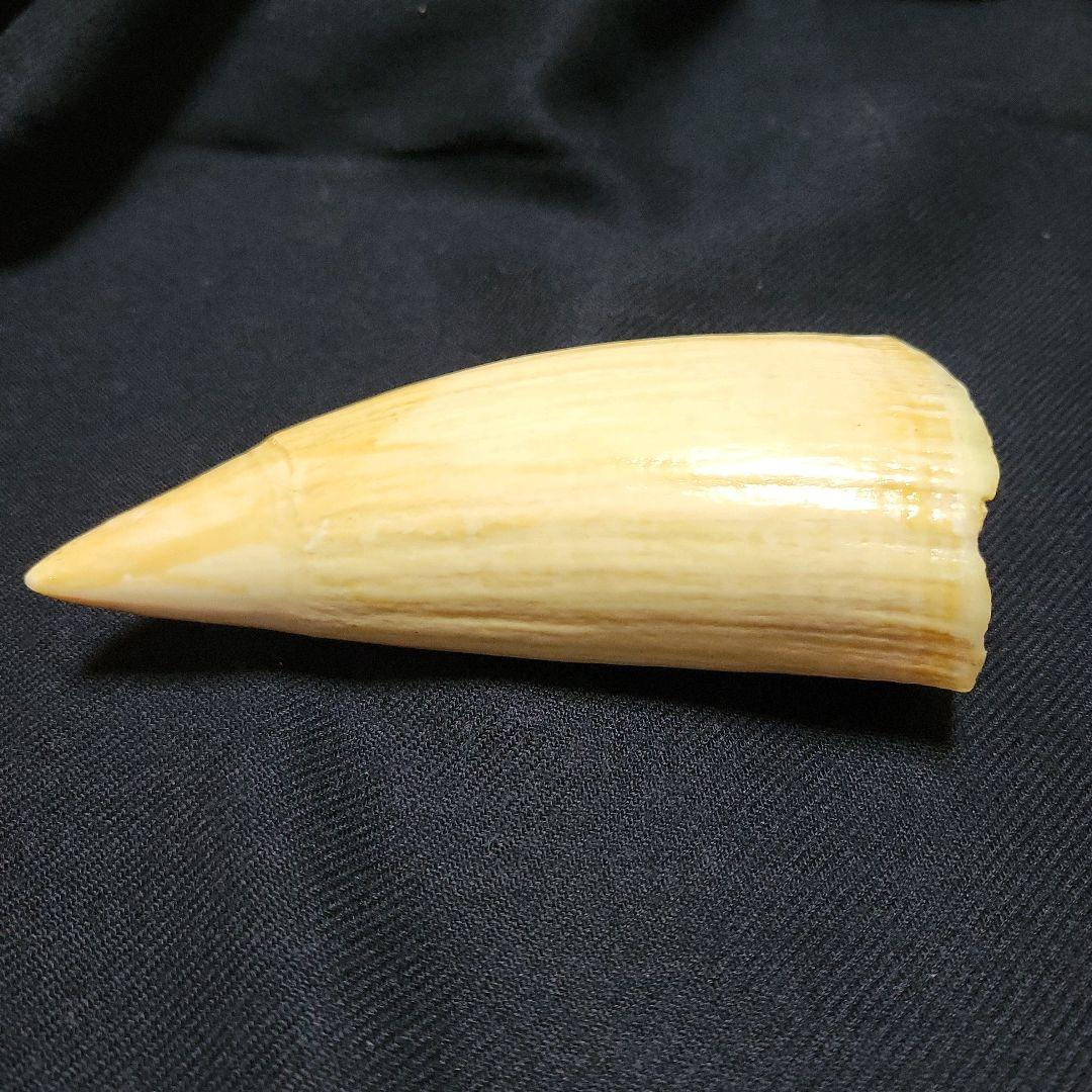 ☆ マッコウクジラ 鯨牙292.6g天然素材 印材 鯨牙 鯨歯