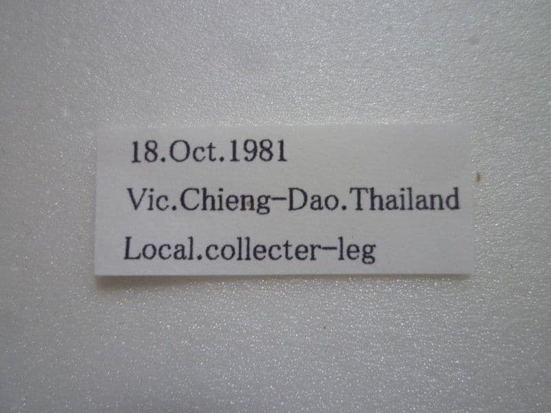 外国産蝶標本】シボリアゲハ♂/タイ.チェンダオ産/96mm