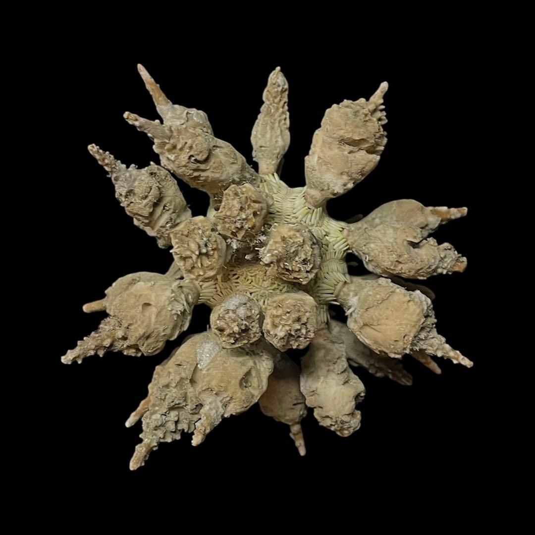 ドングリウニ ウニの殻