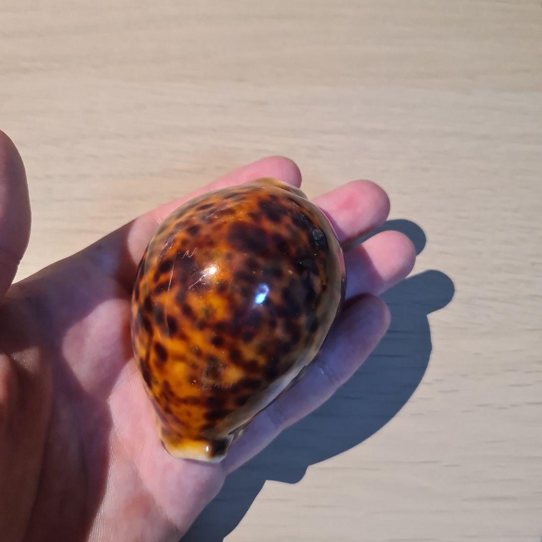 タカラガイ 貝殻 Tigris Rusty” タイガーパータン