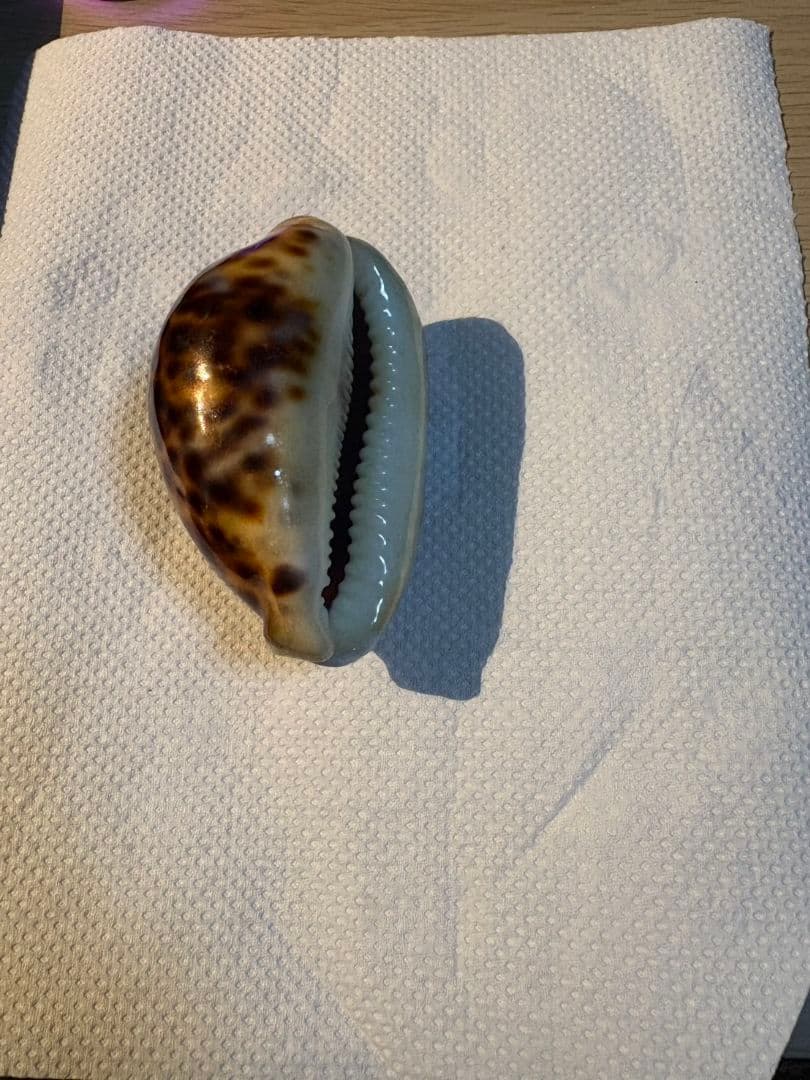 タカラガイ 貝殻 Tigris Rusty” タイガーパータン