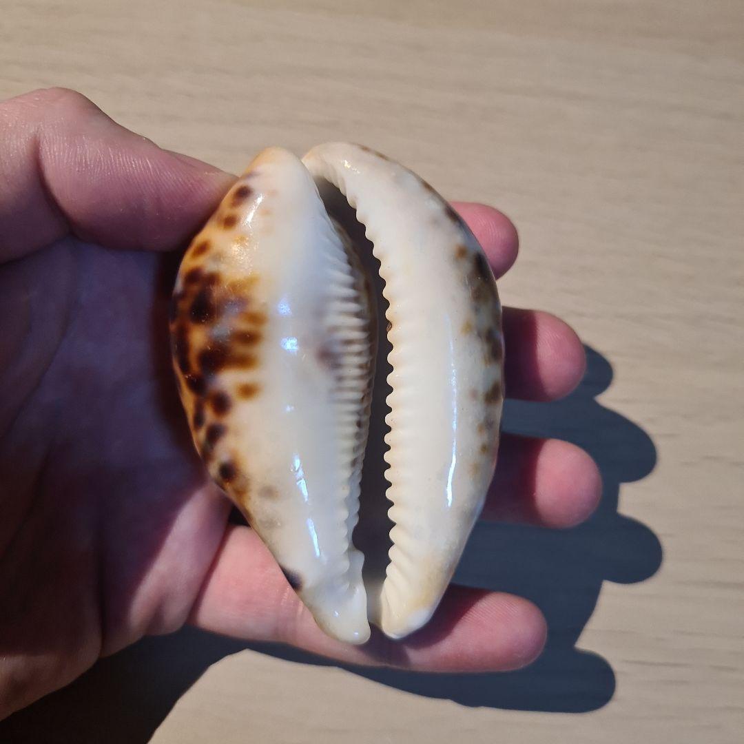 タカラガイ 貝殻 Tigris Rusty” タイガーパータン