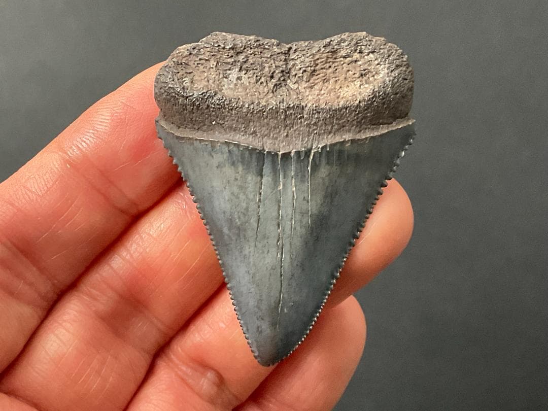 サメの歯 [GR215] ホホジロザメ ホオジロザメ 化石 コレクション サメ