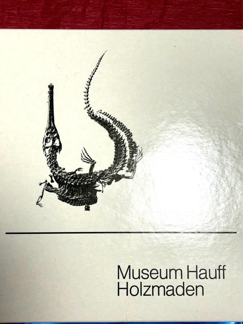 新品1億8000万年前アンモナイト化石2点 ドイツホルツマーデンハウフ化石