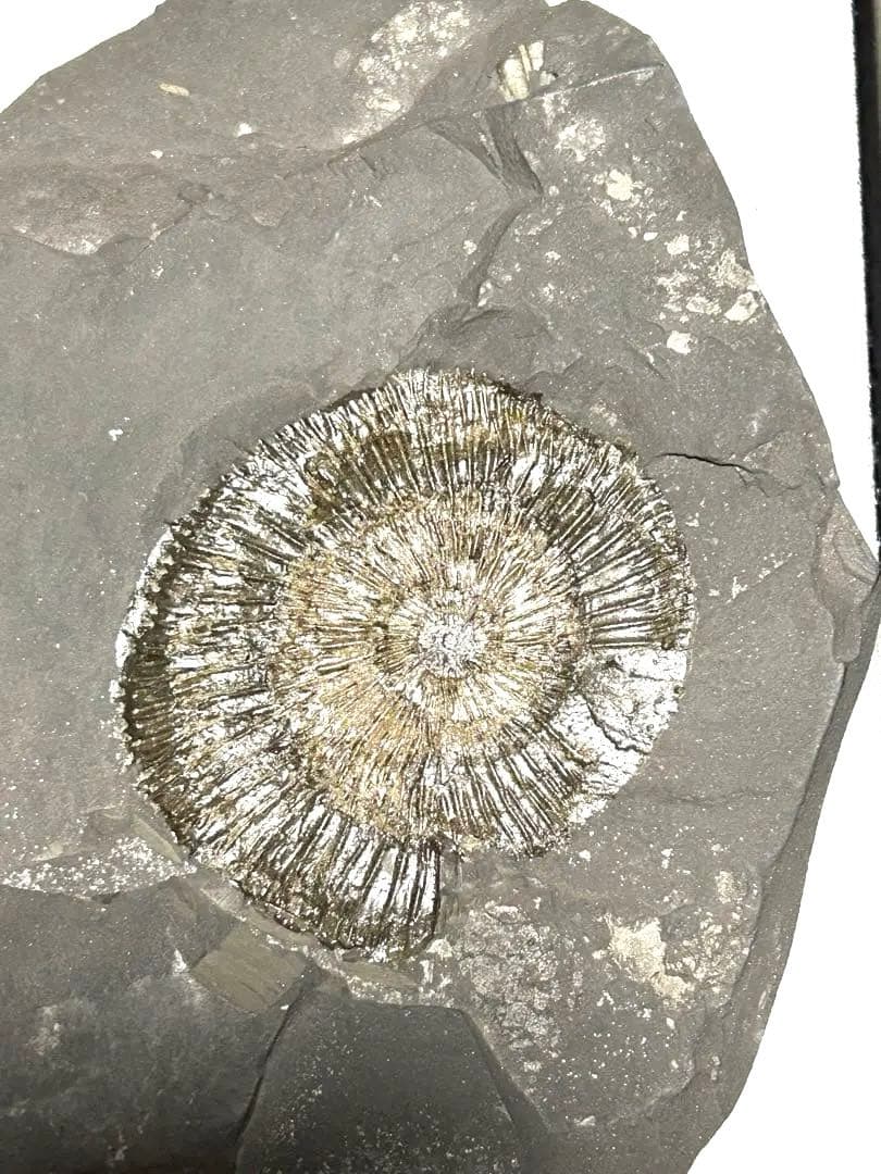 新品1億8000万年前アンモナイト化石2点 ドイツホルツマーデンハウフ化石