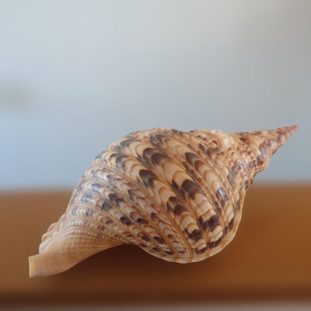 法螺貝 天然 笛 置物 ホラ貝 楽器 ほら貝