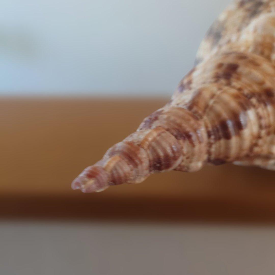 法螺貝 天然 笛 置物 ホラ貝 楽器 ほら貝