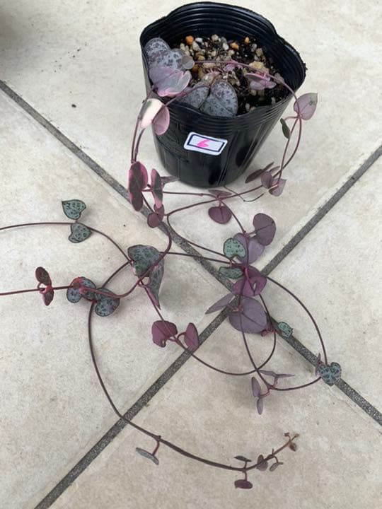 アメリカンアンティーク、フォストリア社 ロマンス レアな深皿 25cm