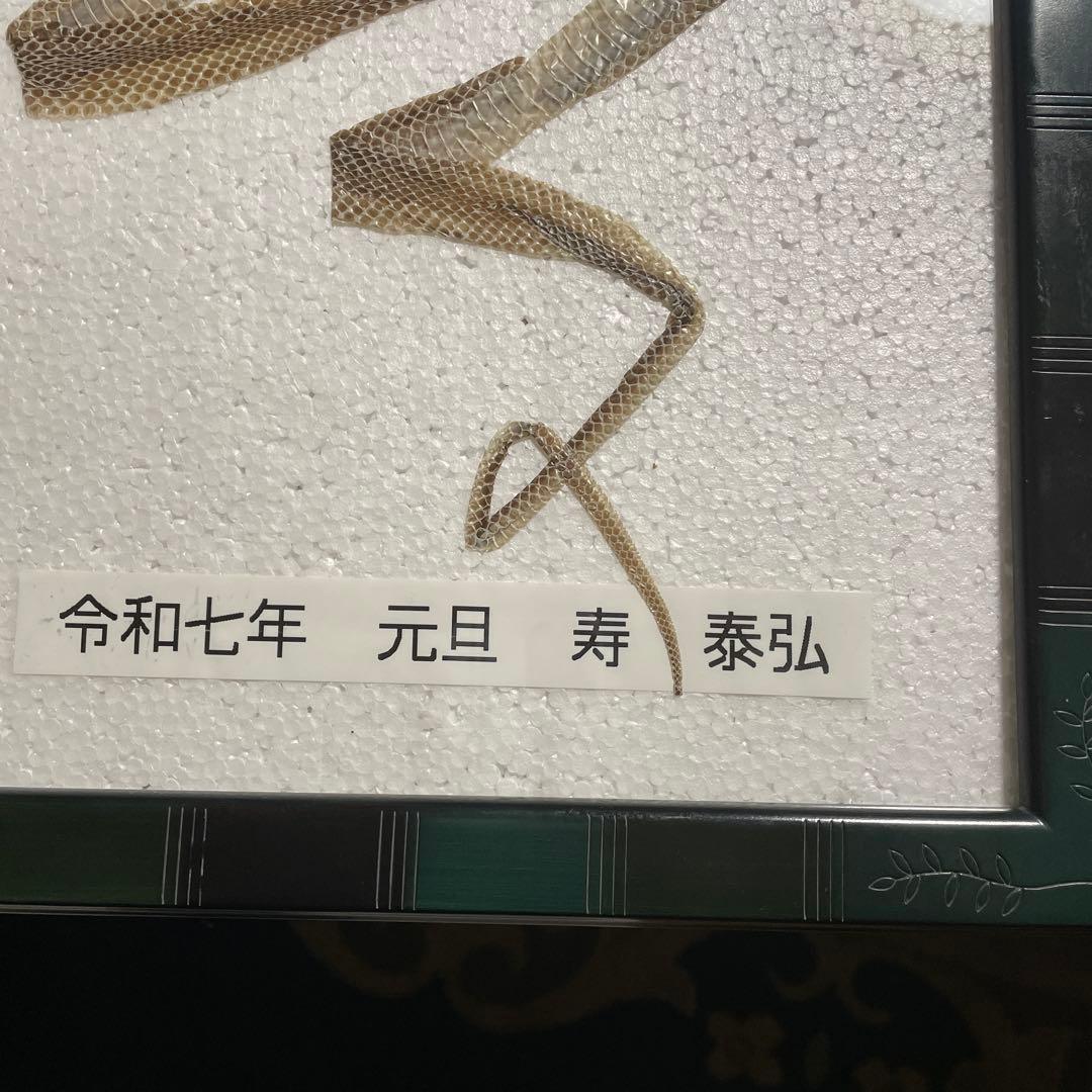 蛇 巳年 シマヘビ全長100cm 抜け殻 破れなし 商売繁盛 寿 運気上昇 金運