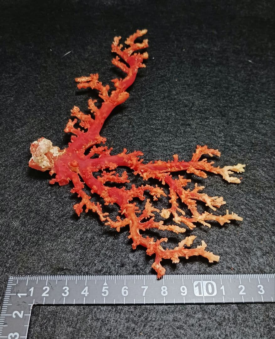 Y2678-2 国産赤珊瑚原木 血赤珊瑚 総重量49.8g 太軸 - メルカリ