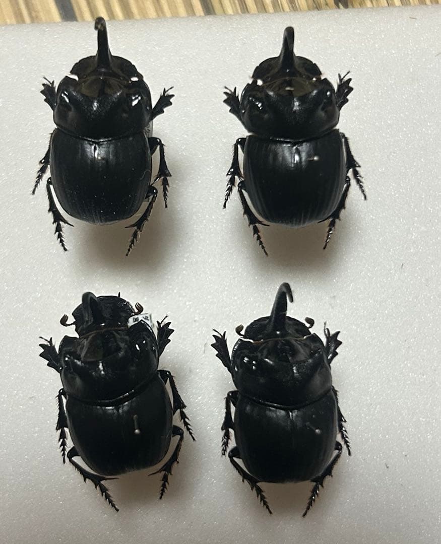 専用 標本 ダイコクコガネ 4頭 最 安値 価格