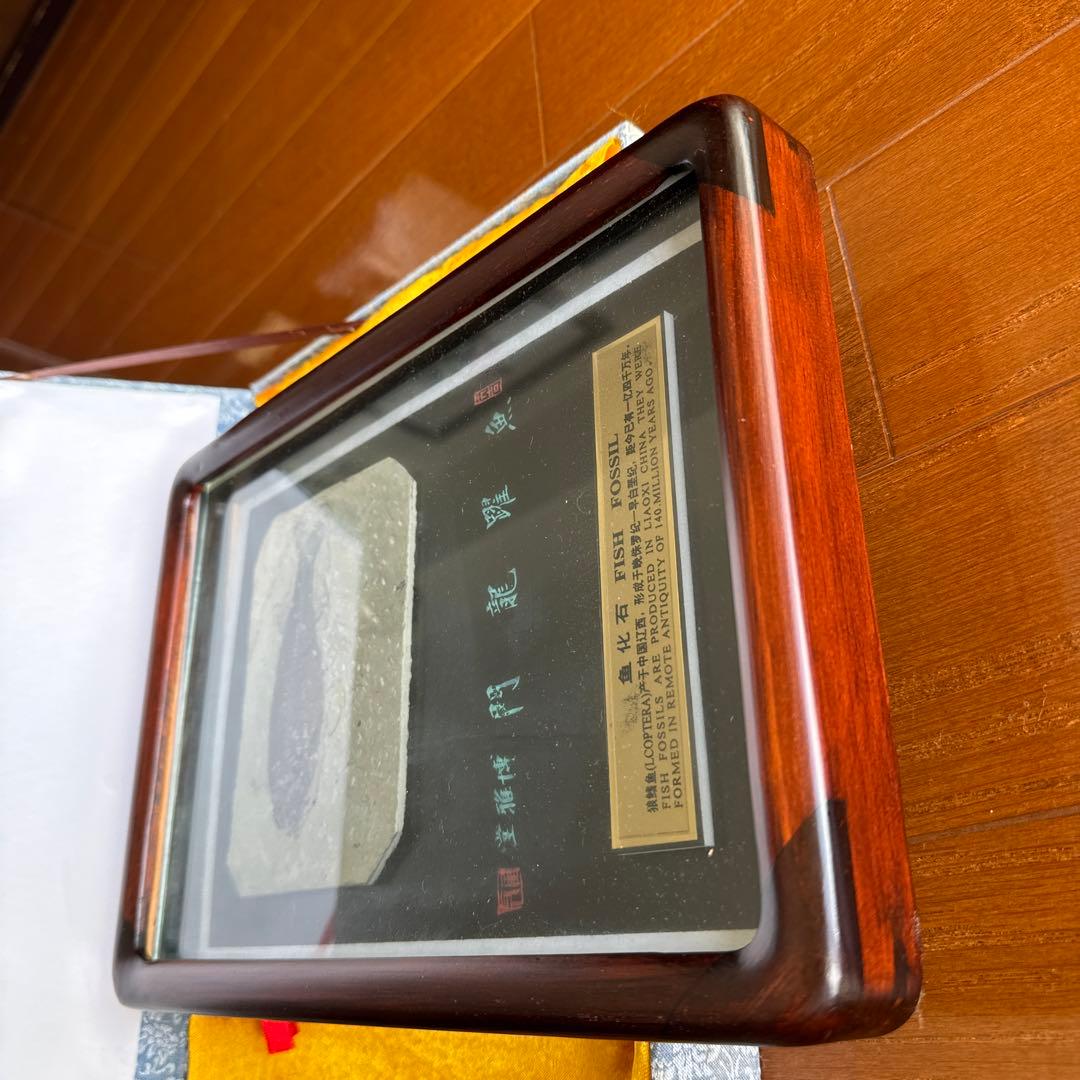 額装 魚の化石（Lophocephalus）約4千万年前 中国産 1億7000万