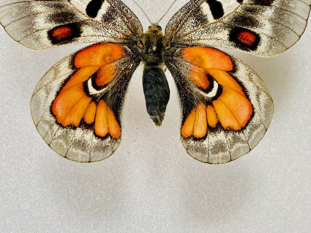 大型】パルナシウス・ウィスコッティ（1メス・スウェーデン）