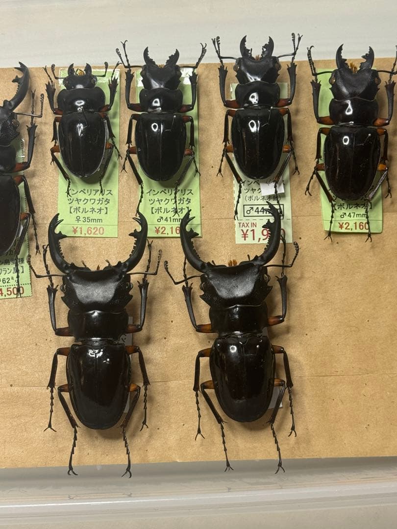 野外標本】インペリアリスツヤクワガタ(ボルネオ/パラワン)まとめ売り