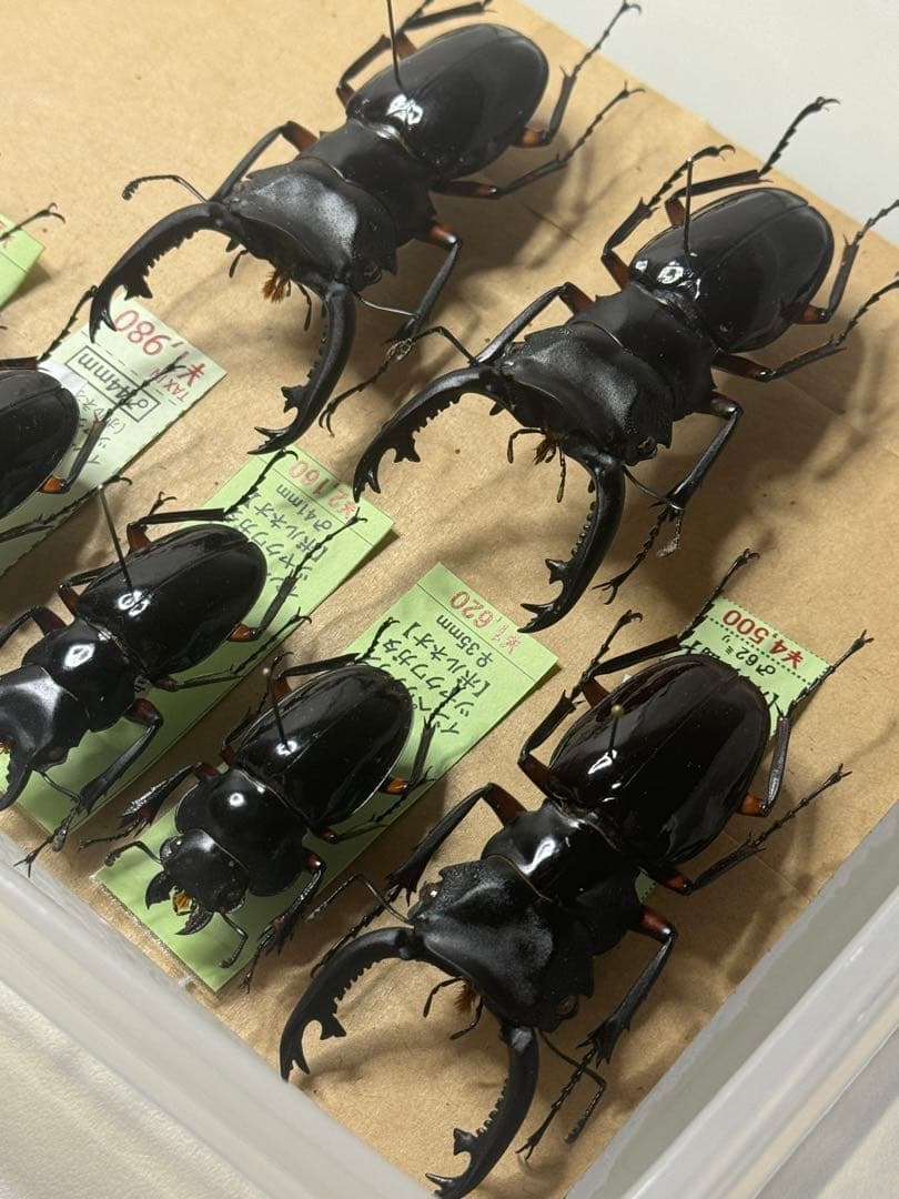 野外標本】インペリアリスツヤクワガタ(ボルネオ/パラワン)まとめ売り