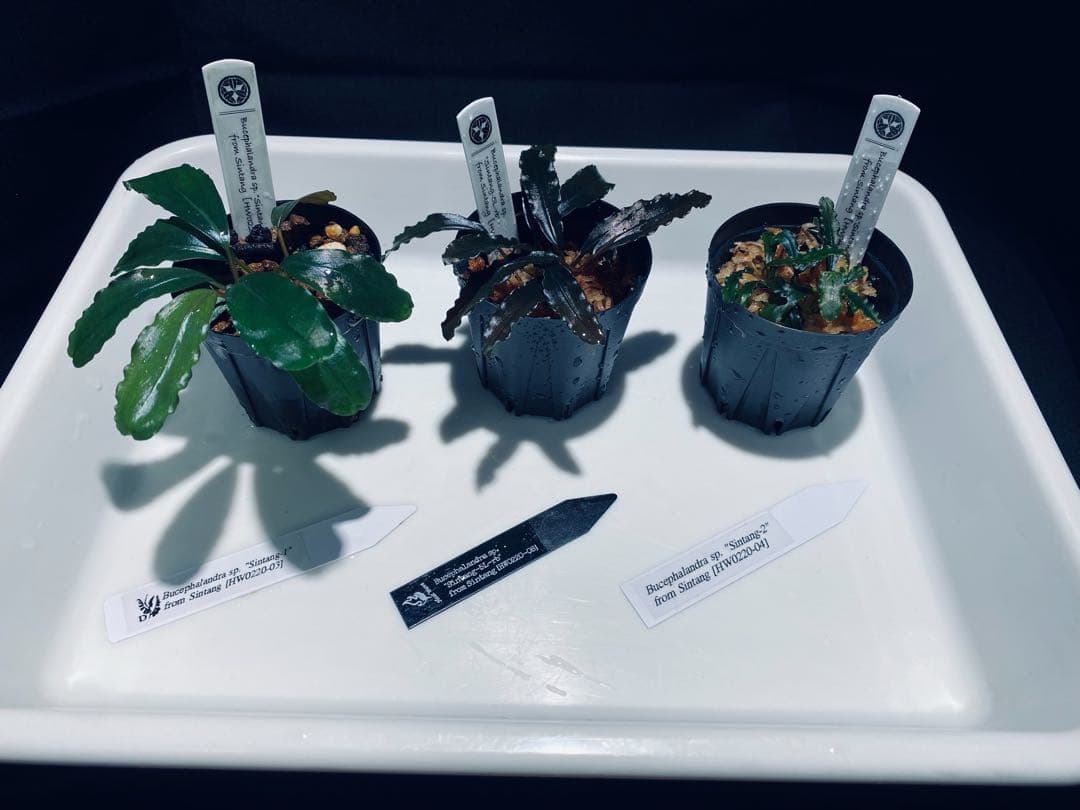 HW便】ブセファランドラセット② - メルカリ