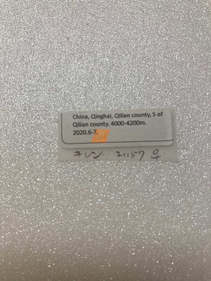 バラ売り可能】パルナシウス・アッコ・ツライシャニ（1ペア、中国/青海省）
