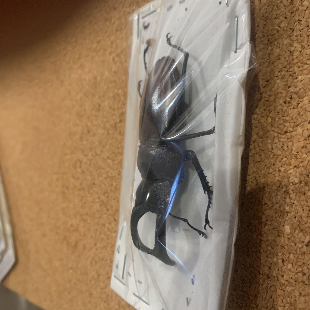 マキシカクワガタ野外品 雄67㍉