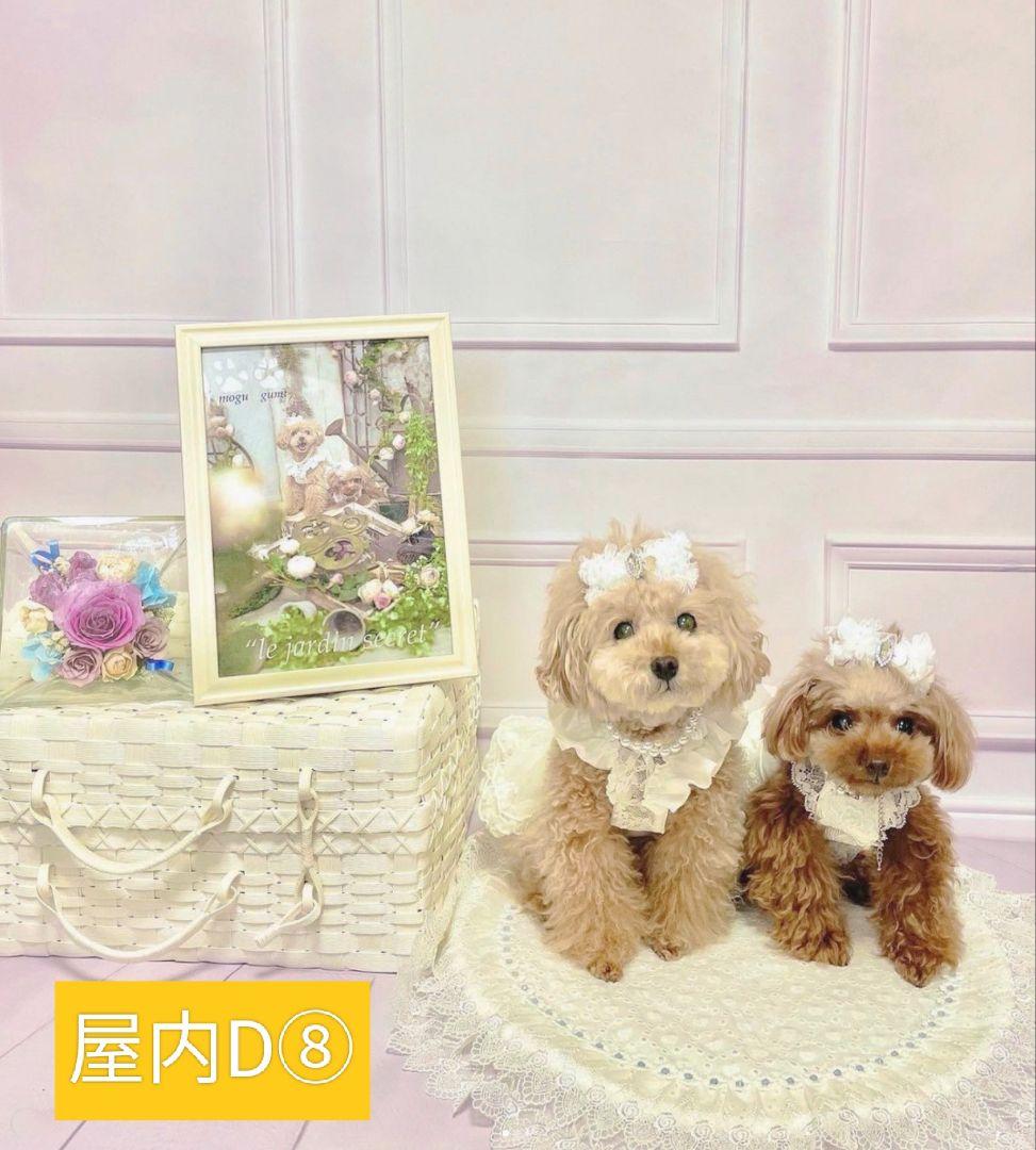 背景布【 スタジオ風 】 サンプル ニューボーンフォト、ペット、ドール