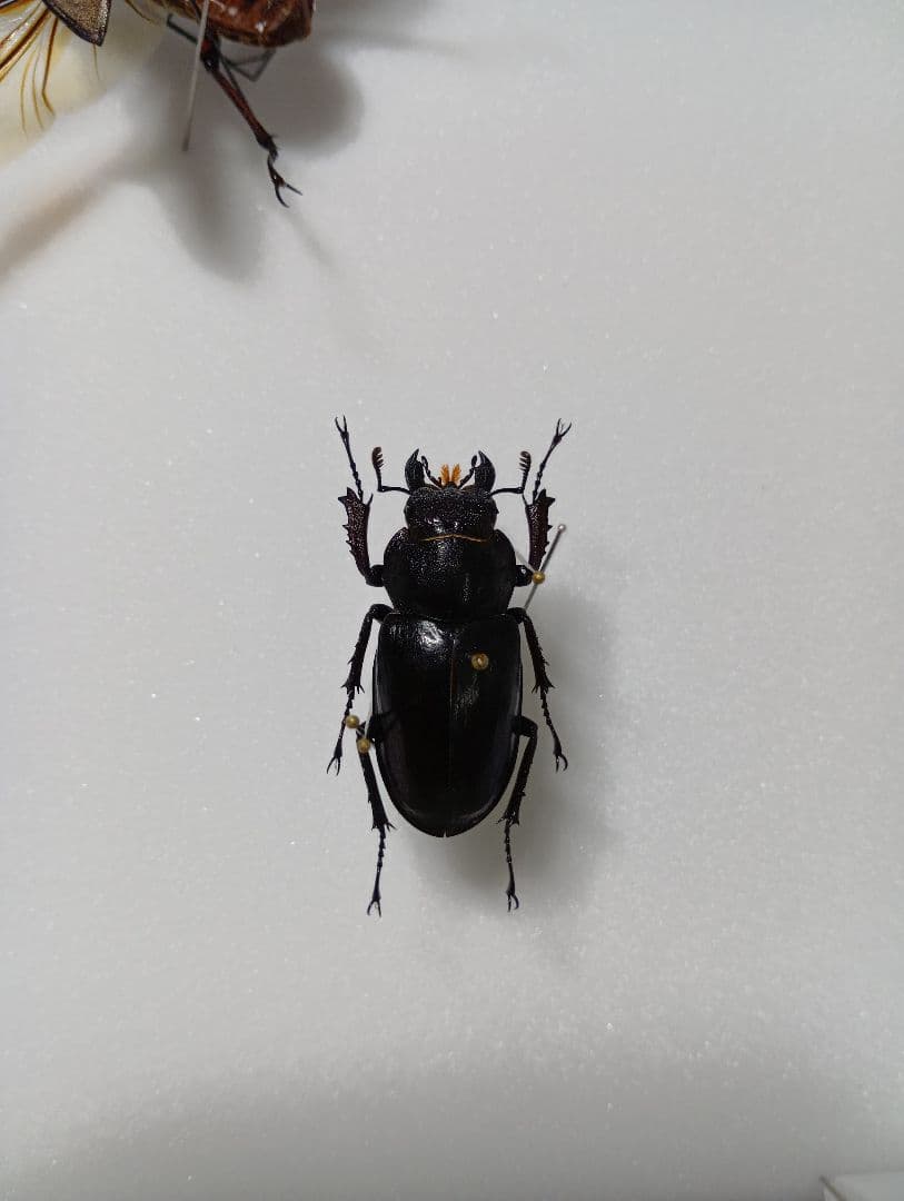 ミヤマクワガタ標本セット 飛翔標本 標本箱付き