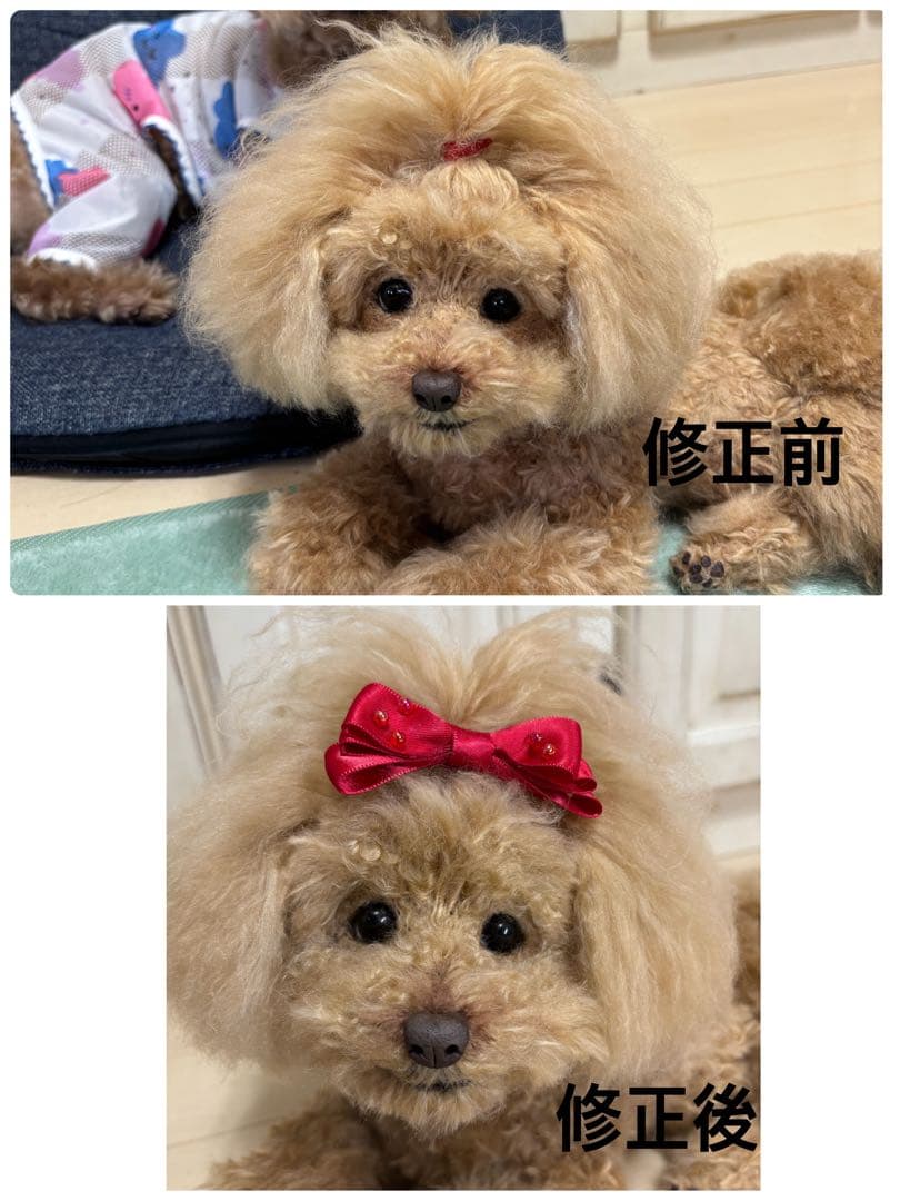 羊毛フェルトトイプードル ♡ティファニー♡様専用