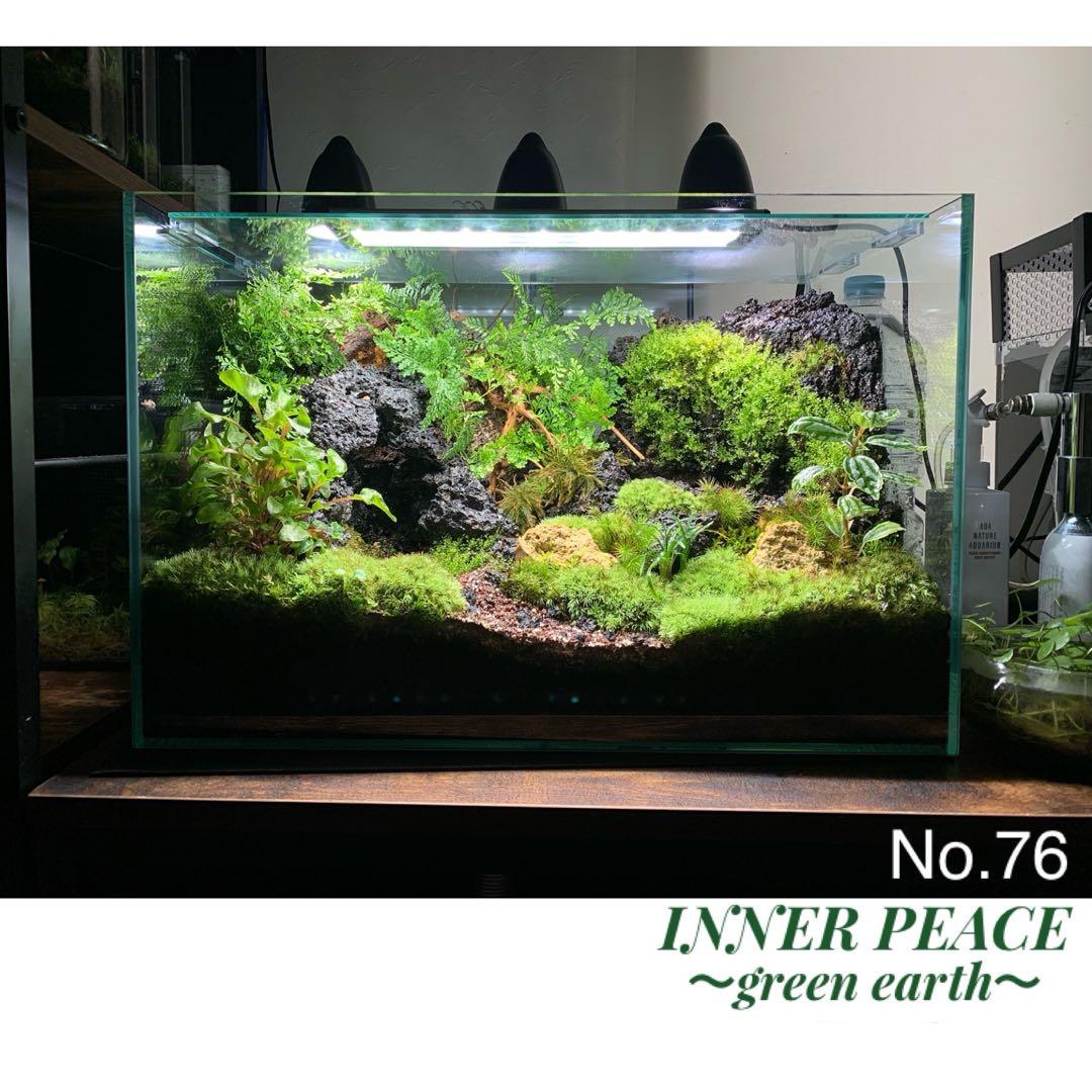 No.76 苔アート 苔テラリウム イモリウム カエルリウム 完成品 - メルカリ