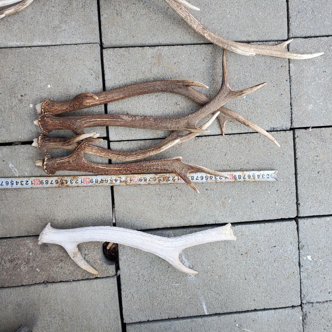 鹿の角　 インテリア　素材　工作