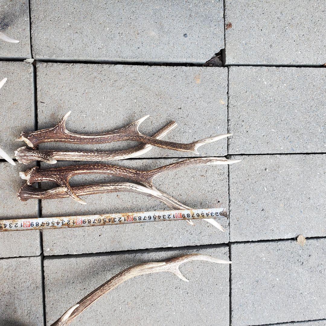 鹿の角　 インテリア　素材　工作