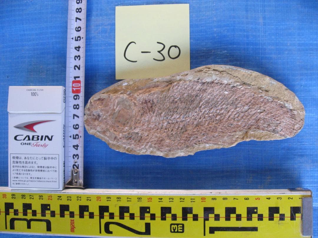 化石 C-40 C-30 C-17