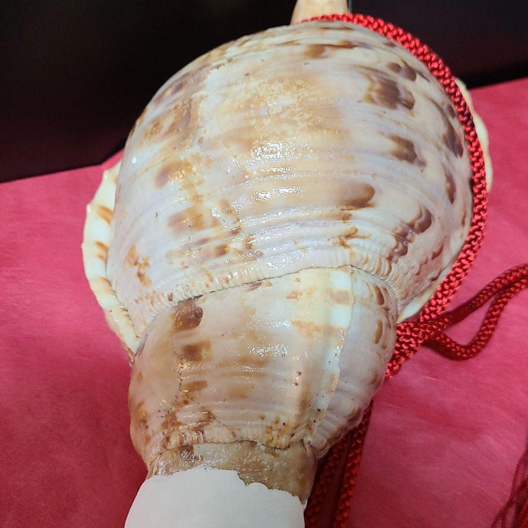 節約 魔除け 法螺貝 ホラ貝 ほらがい 置物 修験道 魔除け 法螺貝 ホラ