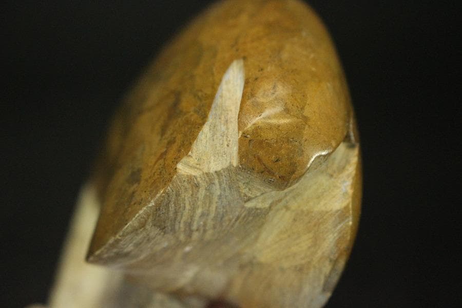 白亜紀 貝 化石 二個 ポポロスカフィテス(ZE492)