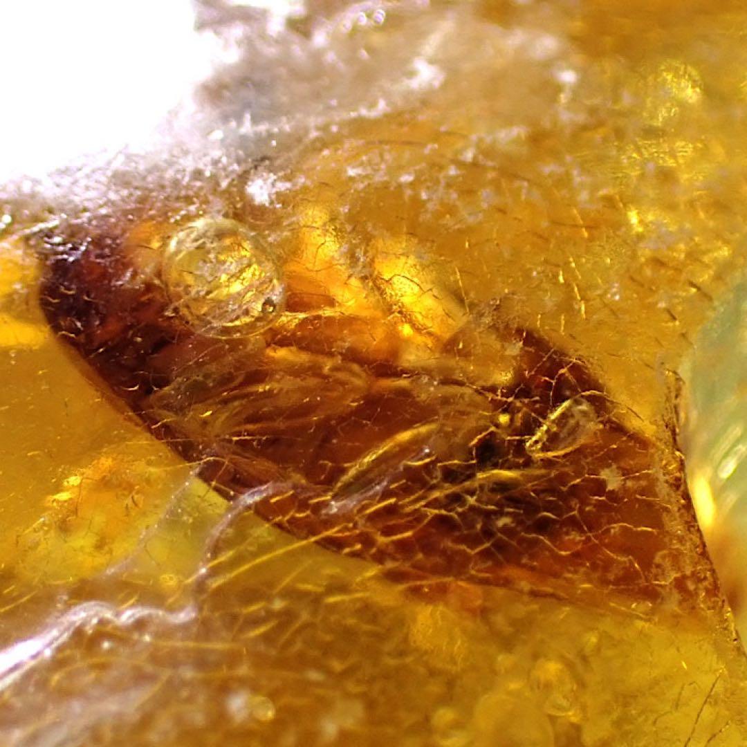 オーストラリア産】ゴキブリ入り！天然琥珀(アンバー)