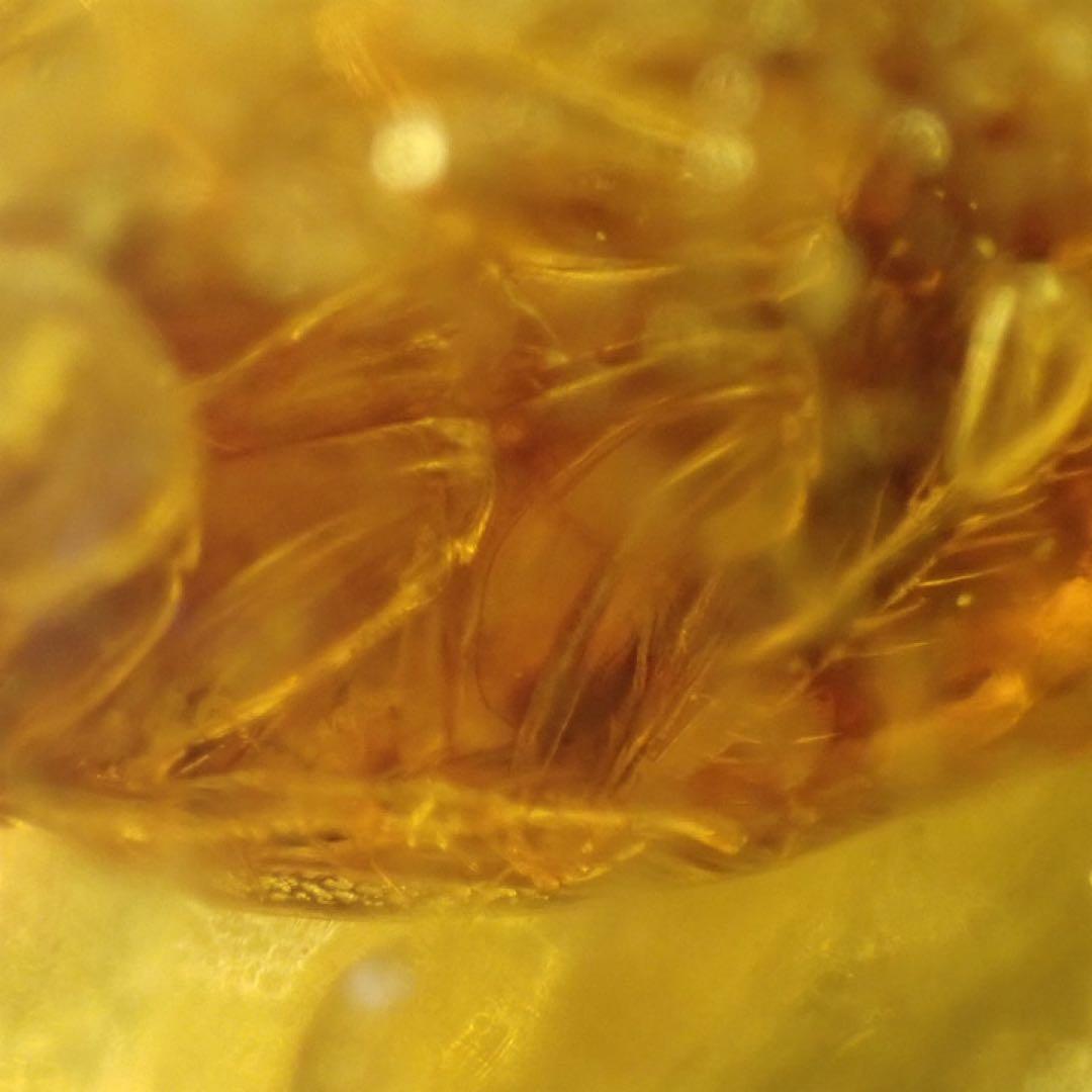 オーストラリア産】ゴキブリ入り！天然琥珀(アンバー)