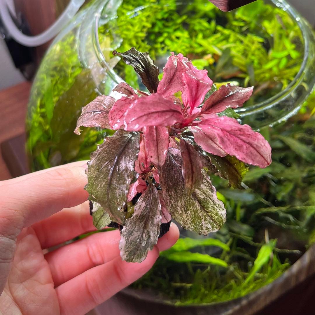 水中葉］ブセファランドラ sp. ピンクバリエガータ