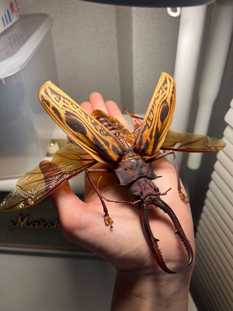 開翅163mm】オオキバウスバカミキリ 標本 Macrodontia