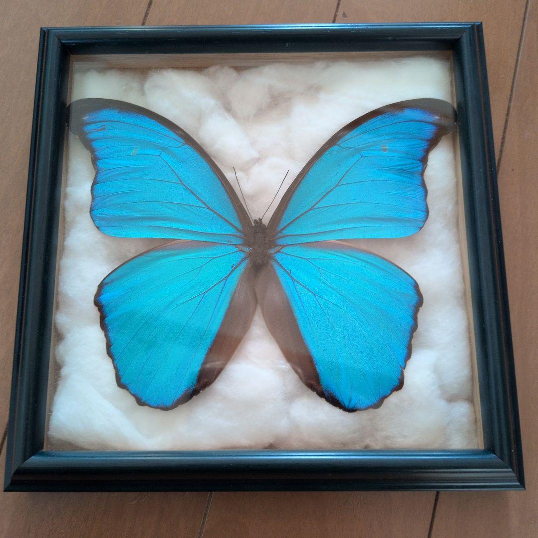 蝶標本 昆虫標本 外国産蝶標本 ディディウスモルフォ - メルカリ