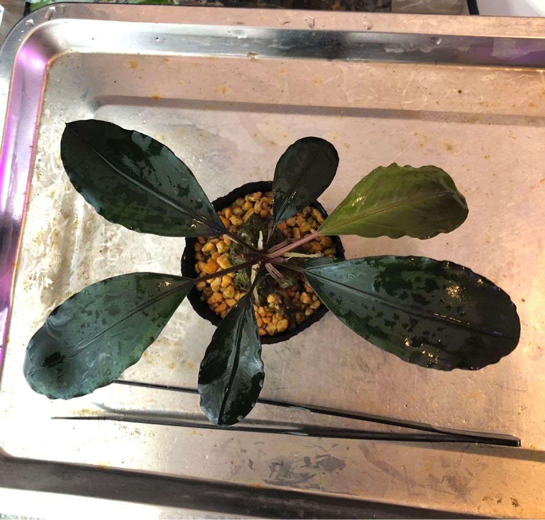 陰性水草の王様的存在【ブセファランドラ】motleyana Padawan