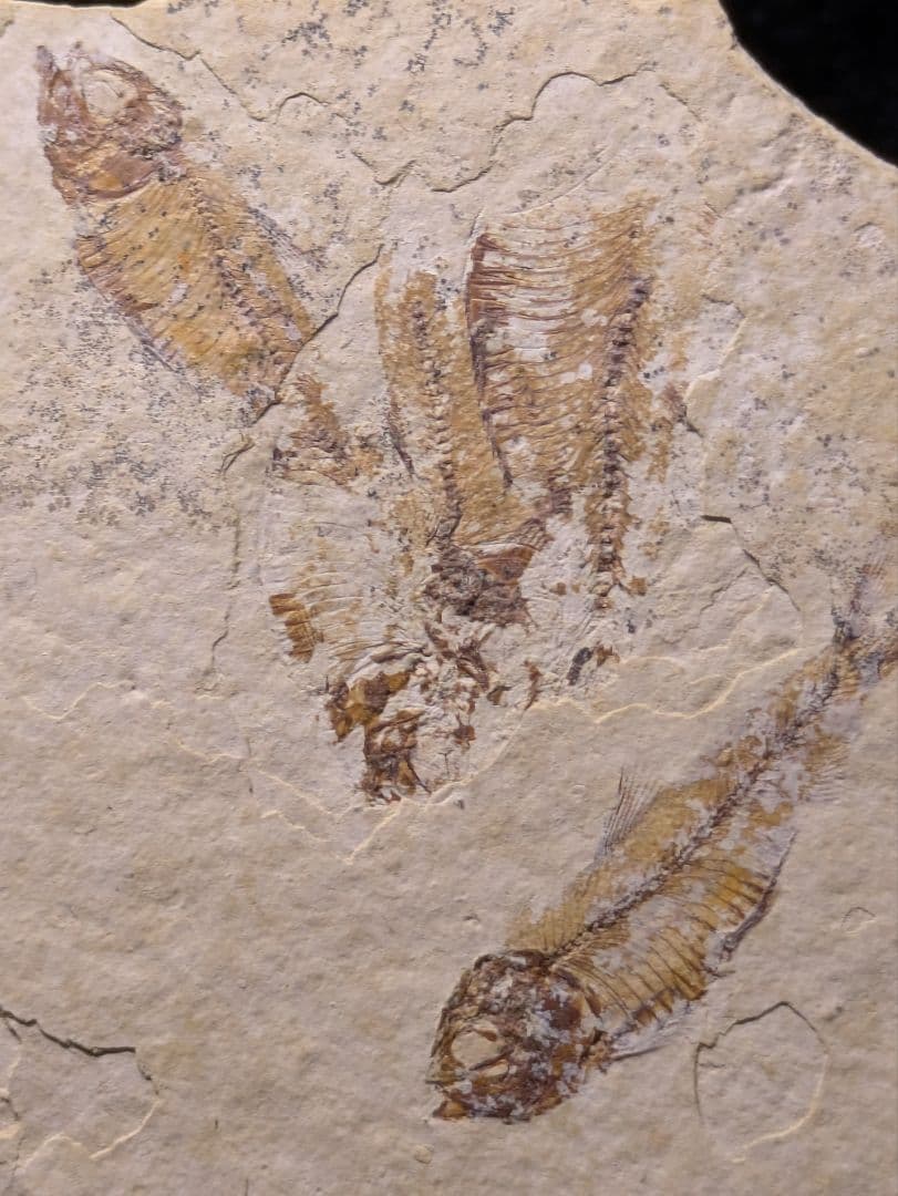 魚 化石 標本 群生標本 博物館