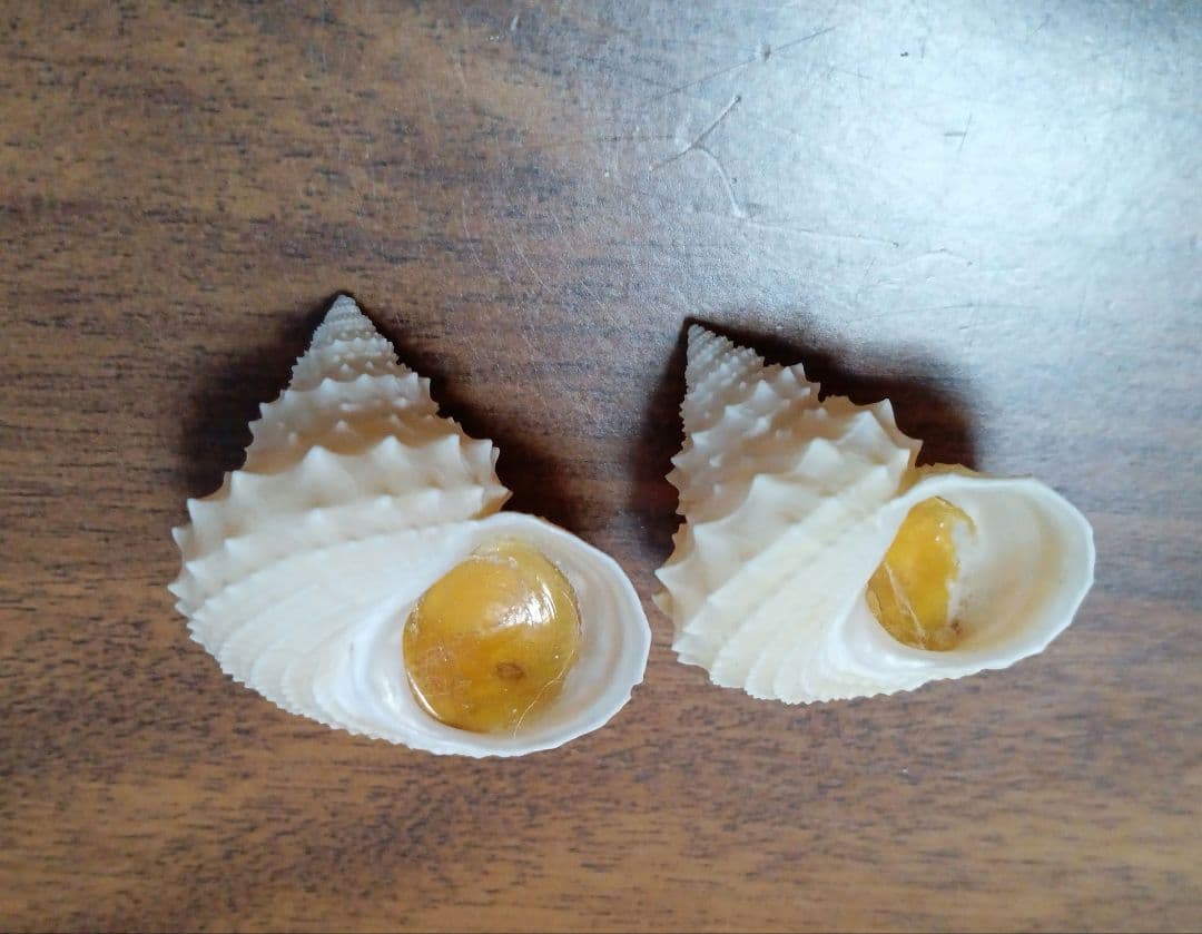 貝殻標本 イガギンエビス