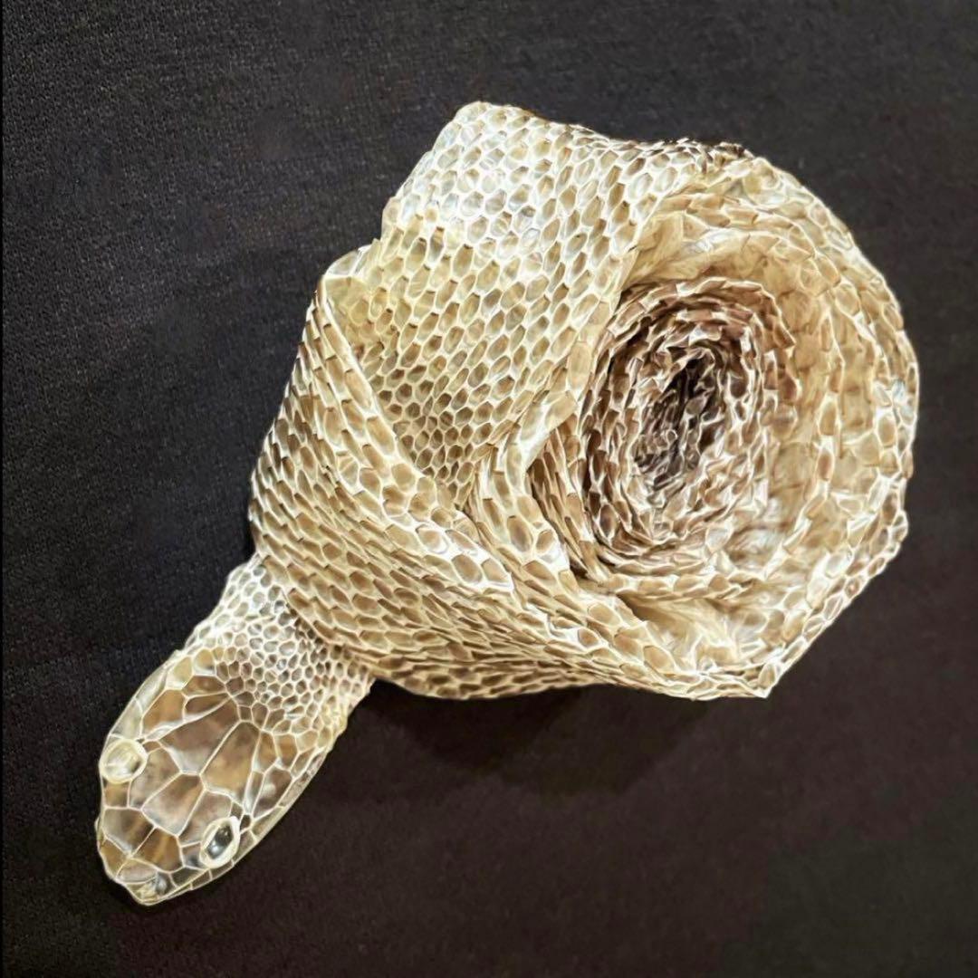 蛇の抜け殻 アオダイショウ - メルカリ 青大将の脱け殻 （蛇）