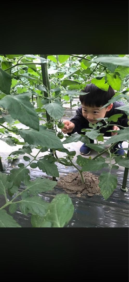 NOBLE ミニトマトジュース 青森県平川市