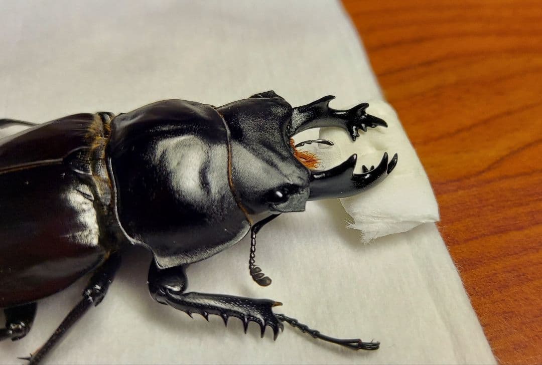 ヤエヤママルバネ 61mmup ペア