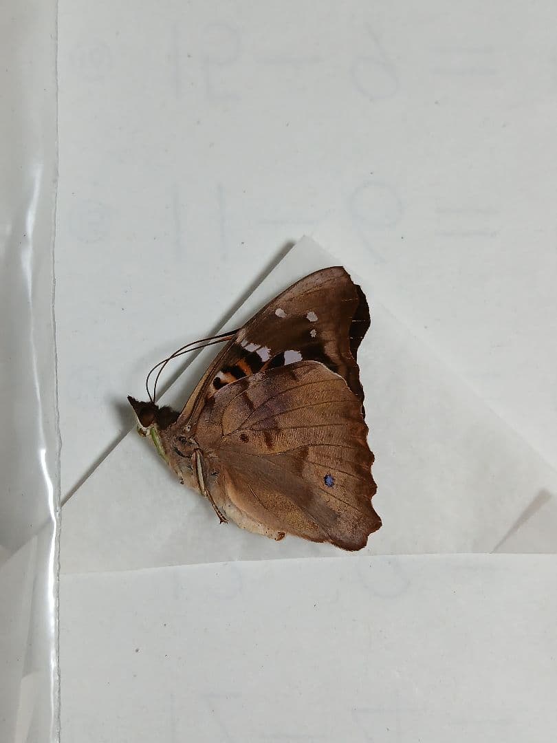 海外産標本｜ペルー産 蝶類 昆虫標本
