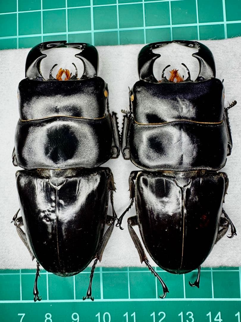 スジバネウスバウスバカミキリ 標本 幼虫