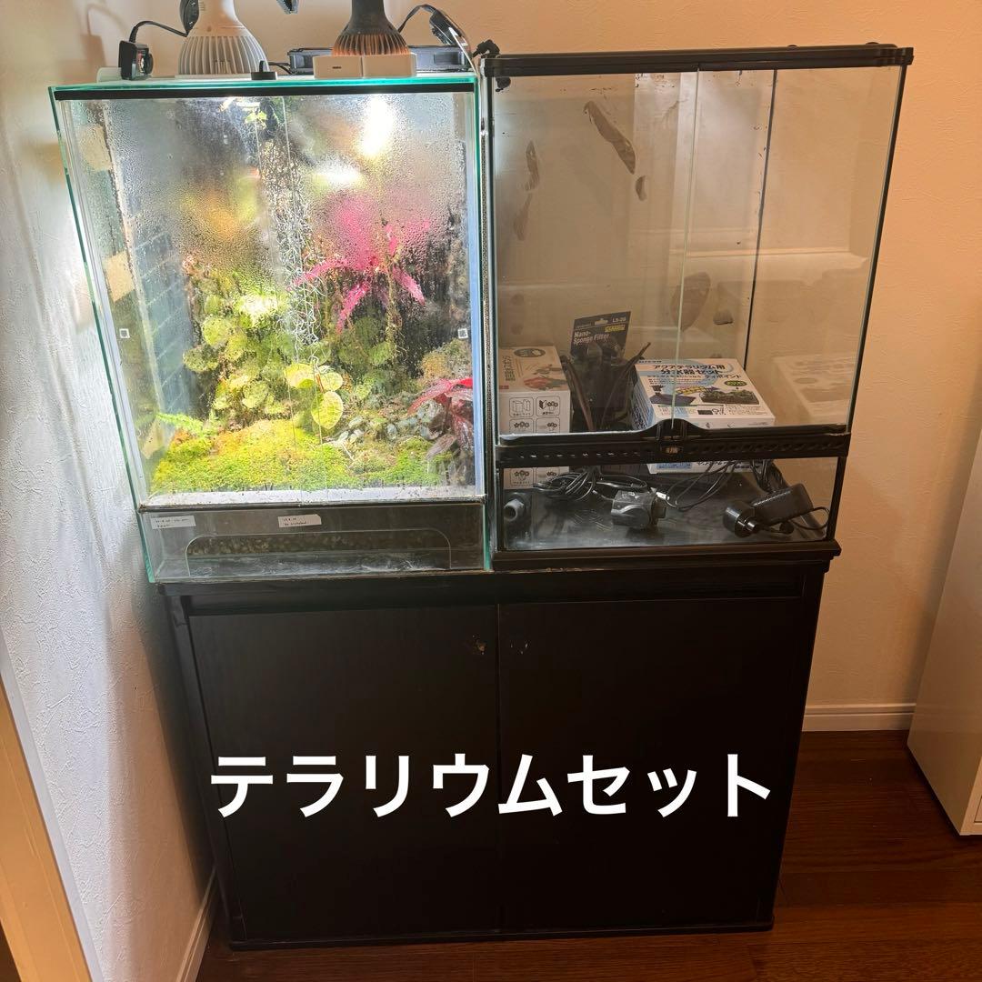 自然中の飼育箱、苔テラリウム(枝でアーチ) 自然の中の飼育箱、 自然中